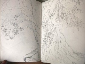 Tree Sketch_awidman