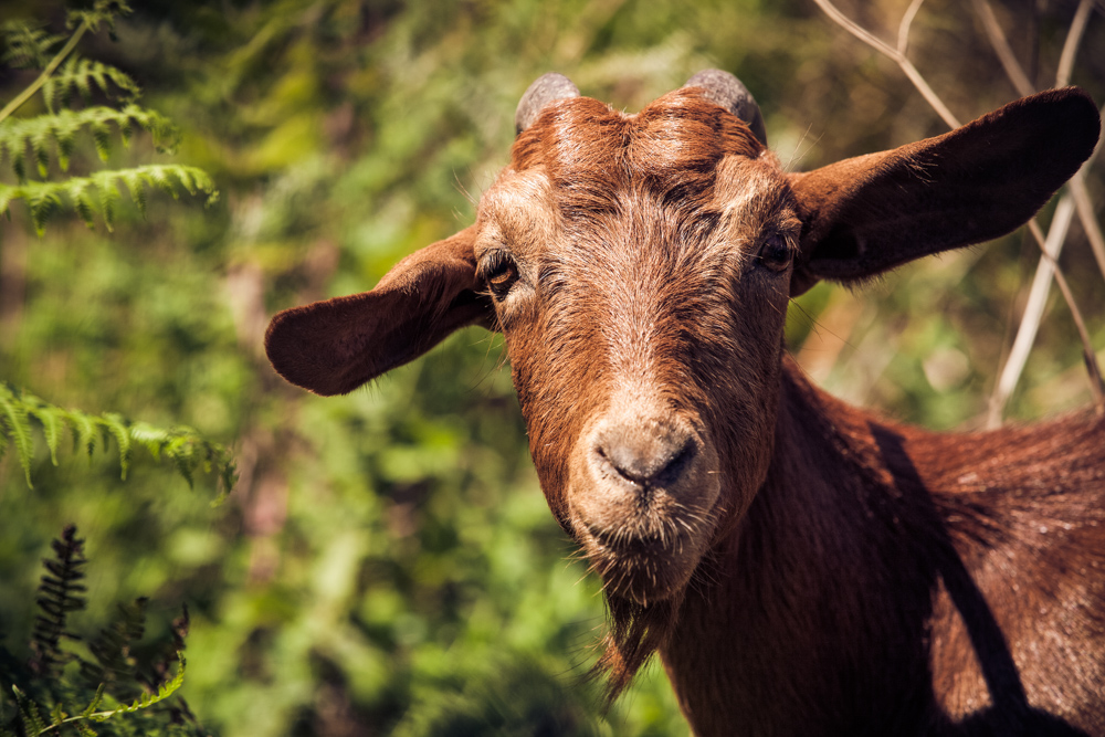 Bouanaan goat portrait - by Lauren diMatteo 2015